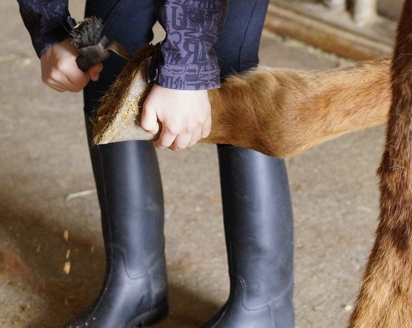 person holding a hoof up and using a hoof pick